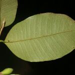 Chrysophyllum hirsutum Leaf