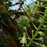 Epidendrum cylindraceum