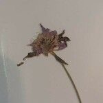 Knautia arvensisBlomst