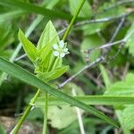 Moehringia trinervia പുഷ്പം