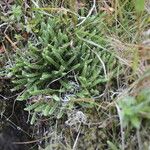 Lycopodium alpinum ഇല