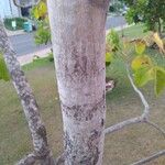 Caryocar brasiliense 樹皮