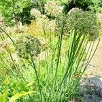 Allium nutans Habit