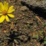 Pentachaeta lyonii Flower