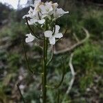 Cardamine bulbosa Flower