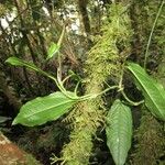 Anthurium flexile Other