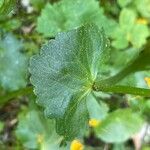 Ranunculus thora Leaf