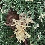 Juniperus horizontalis Лист