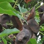 Pterocarpus indicus Плод