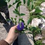 Clitoria ternateaFlower