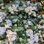 Ceanothus thyrsiflorus Leaf