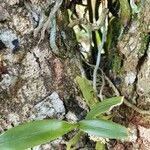 Campylocentrum neglectum Yaprak