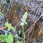 Spiranthes cernuaŽiedas