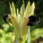 Iris tuberosa Cvet