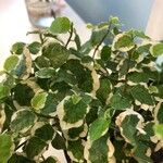 Ficus pumilaList