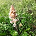 Orobanche crenata फूल