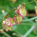 Rumex scutatus 花