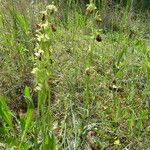 Ophrys sphegodes Habitatea