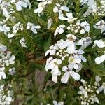 Iberis semperflorens Flower