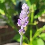 Lavandula angustifoliaBlüte