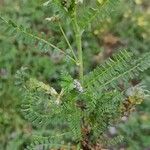 Astragalus pelecinus Sonstige