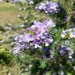 Psoralea pinnata Blomma