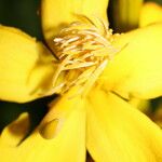 Cespedesia spathulata Virág
