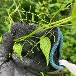 Dioscorea villosa Fruit
