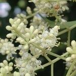 Ligustrum lucidumᱵᱟᱦᱟ