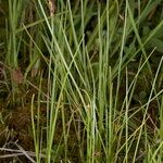 Carex chordorrhiza 形態