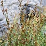 Juncus compressus Leht