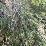 Melaleuca nodosa Leaf