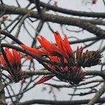 Erythrina variegata Flor