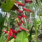 Heliconia rostrataLapas