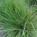 Deschampsia cespitosa Fuelha