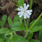 Silene latifoliaKwiat