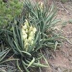 Yucca baccata Hábito