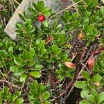 Arctostaphylos uva-ursiЛист