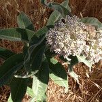 Asclepias californica অভ্যাস