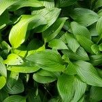 Hosta clausa Hoja