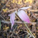 Ipheion uniflorum Flor