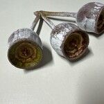 Eucalyptus caesia 果