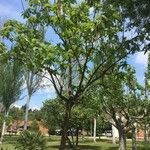 Catalpa bungei Habitus