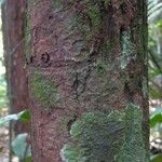 Pouteria sagotiana 树皮