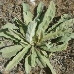 Verbascum niveum List