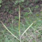 Dichanthium aristatum Flors