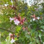 Abelia x grandiflora Flower