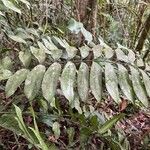 Zamia fairchildiana Folha