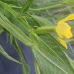 Ludwigia decurrens Leaf