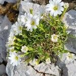 Cerastium julicum Alkat (teljes növény)